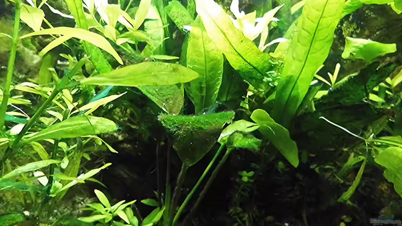 Becken Mitte von odin 68 (86)