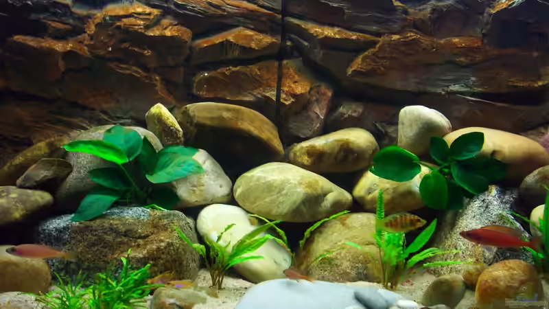 Becken Mitte von Ollinger (4)