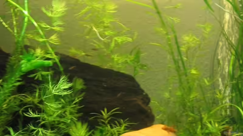 Becken mitte von Sebastian Fischer (2)