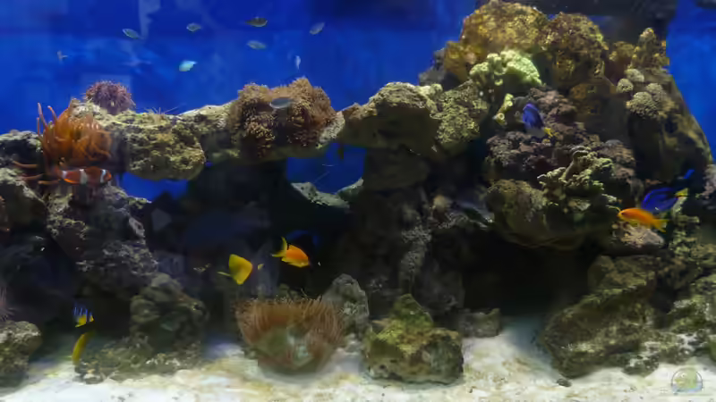 Becken Mitte von Sid (3)