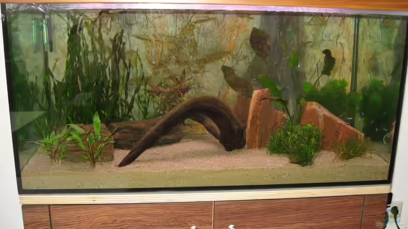 Becken nach 1 Woche von Lars (1)