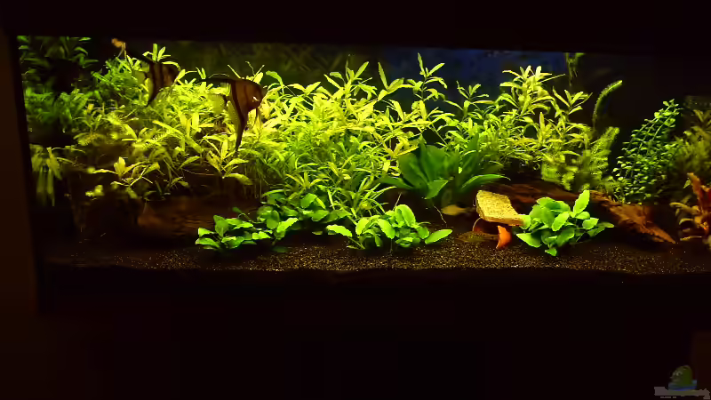 Becken nach 10 Wochen 14,02,2012 von Klumpen (9)