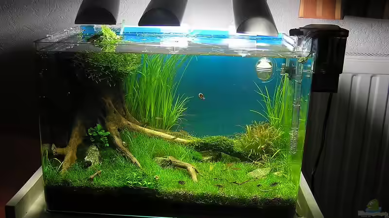 Becken nach 17 Wochen von niva (15)