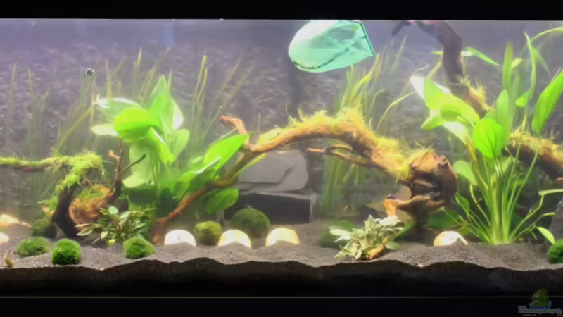 Becken nach 2 Monaten Einlaufzeit von GothRiderz (5)