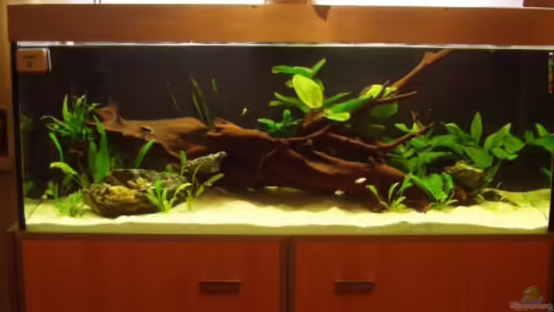 Becken nach 2 Wochen von Ronny Derndorfer (4)