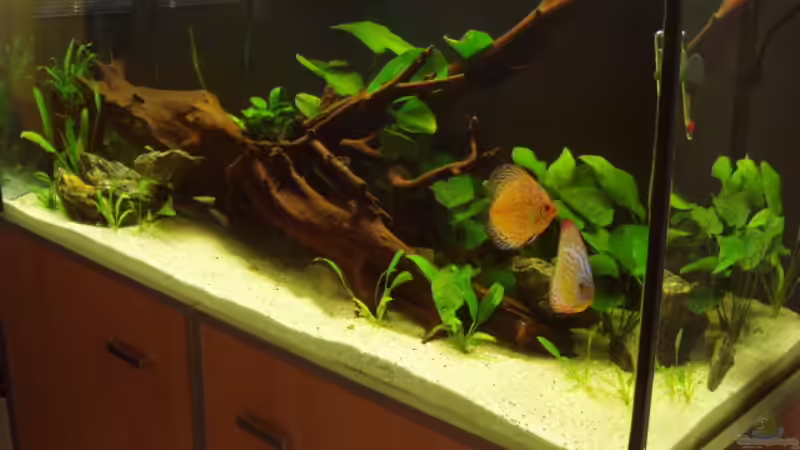 Becken nach 2 Wochen von Ronny Derndorfer (6)