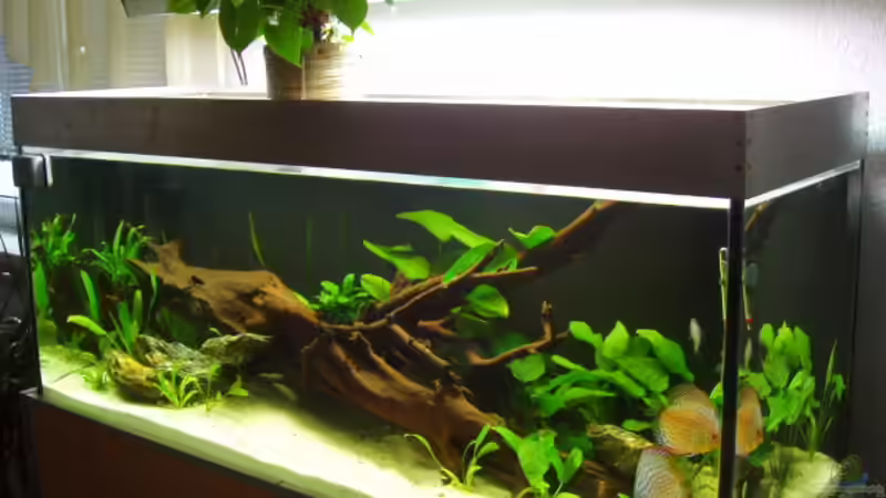 Becken nach 2 Wochen von Ronny Derndorfer (8)