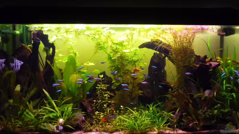 Becken nach 3 Monaten von Robert Liebel (1)