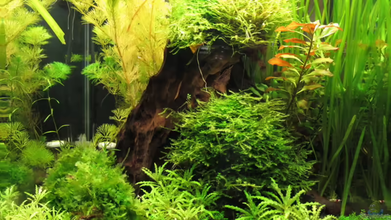 Becken nach 3 Monaten von Sarah (6)