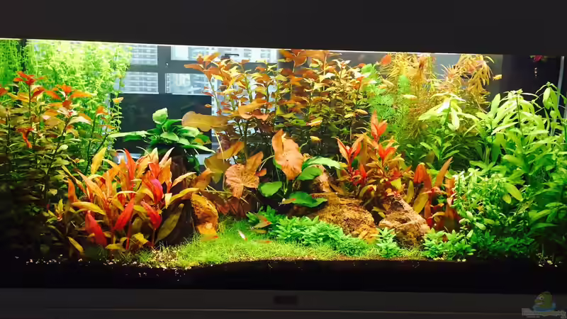 Becken nach 4 Monaten, Pflanzen frisch getrimmt um den buschigen Wuchs zu fördern von Cookiemonster (8)