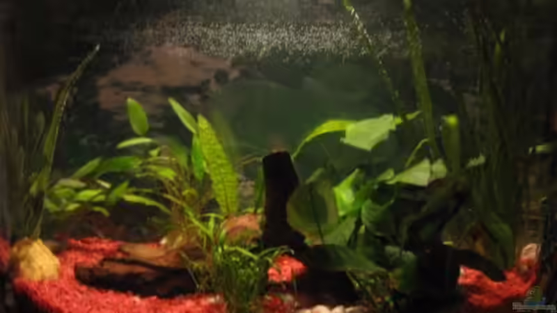 Becken nach anbringen der Folienrückwand am 17.01.09 von Jens Kaufmann (5)