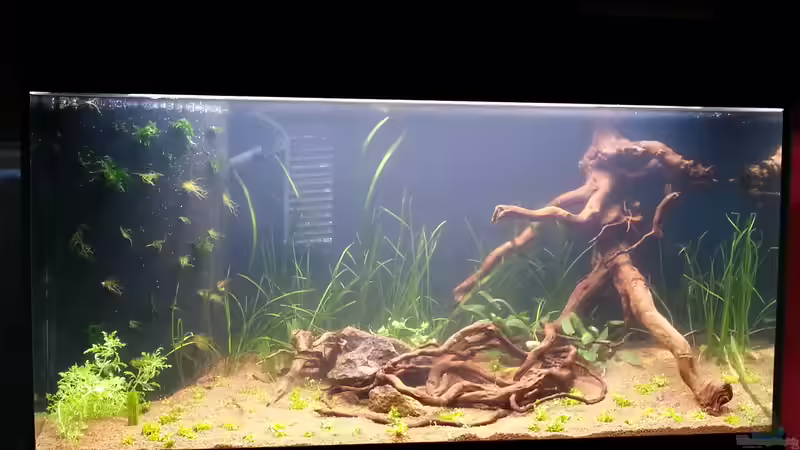 Becken nach Befüllung mit Erstbepflanzung von Nick3 (3)