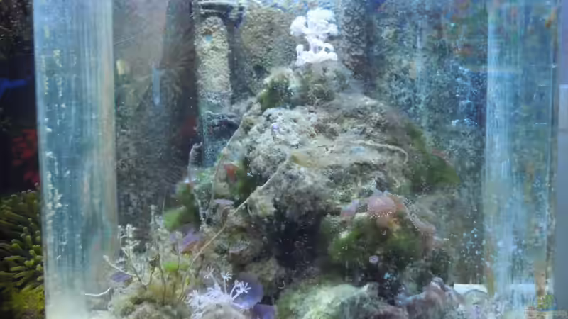 Becken nach ??bernahme von Lukas23 (3)