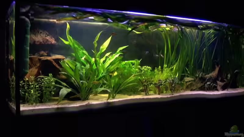 Becken nach ca. 10 Tagen Standzeit von Mario74 (3)