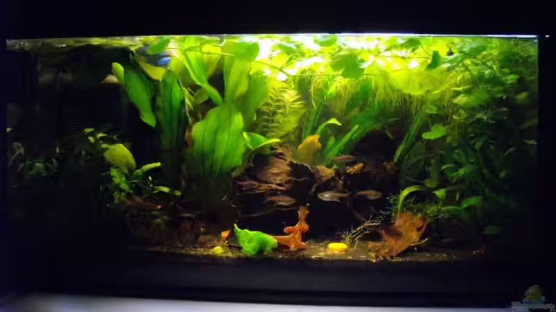 Becken nach ca. 2  Monaten Laufzeit von Caricciola (6)