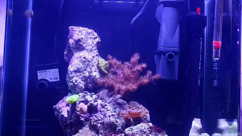 Becken nach ca. 3 Monaten von Nano Jojo (3)