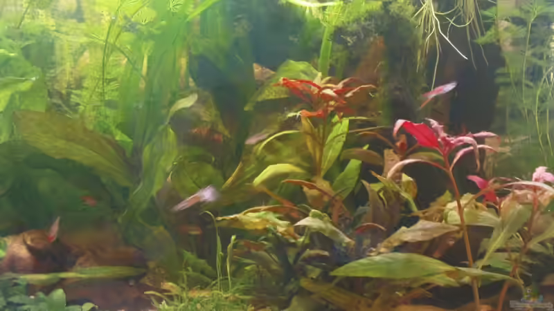 Becken nach ca. 3 Wochen von Maria Dicke (8)