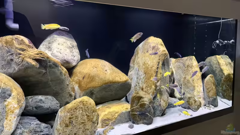 Becken nach ca 3 Monaten von Fäbi_CH (10)