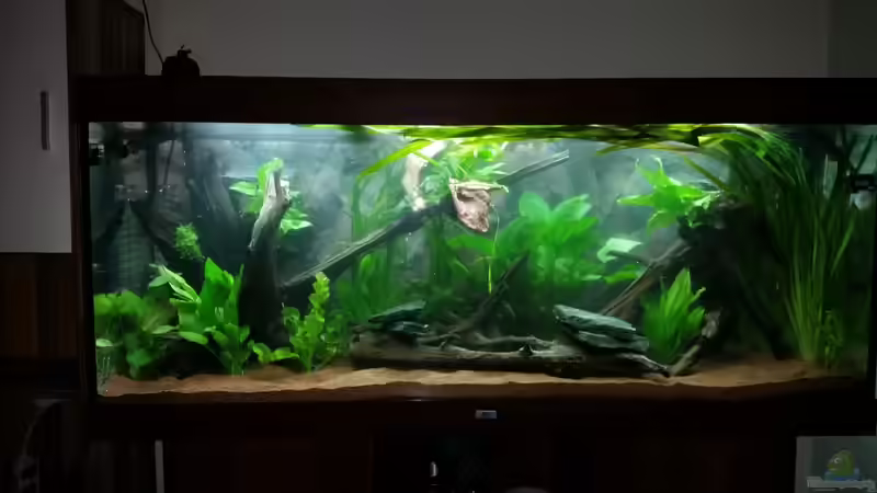 Becken nach dem Einlassen von podoma (2)