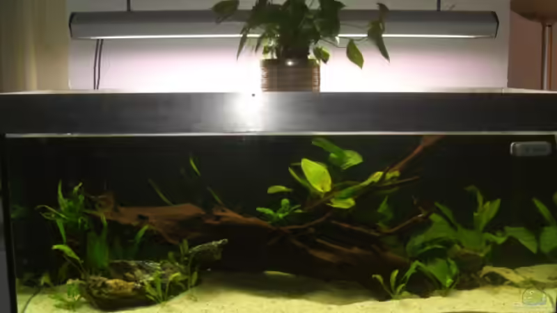 Becken nach dem einrichten von Ronny Derndorfer (5)