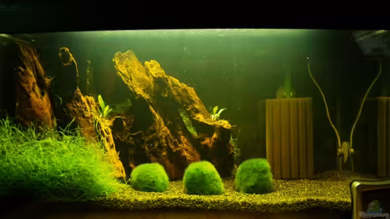 Becken nach der Einrichtung  von Fabian Kühn (2)