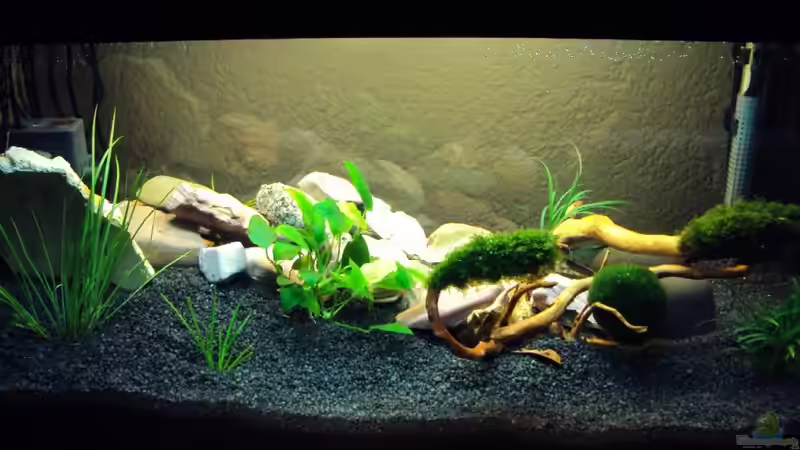 Becken nach der Einrichtung von Fabian Kühn (2)