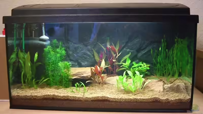 Becken nach der Einrichtung von Jens und Nancy Döring (2)