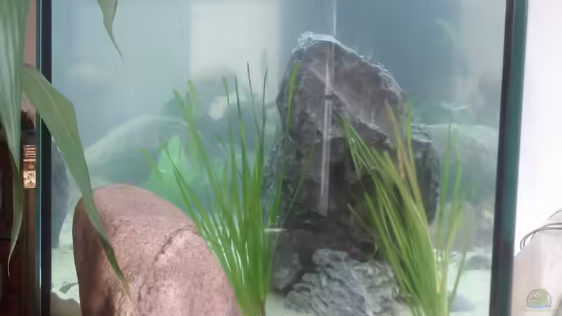 Becken nach der Ersteinrichtung (03.04.2014) von Plastikblume (6)