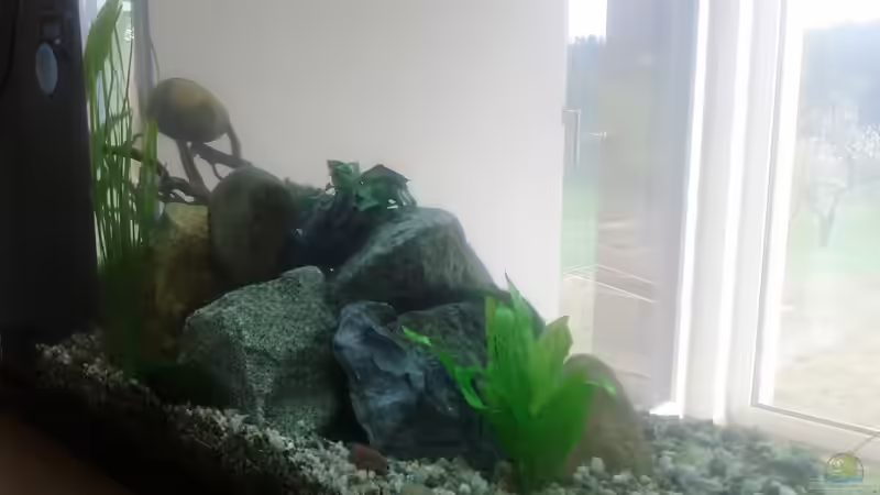 Becken nach der Ersteinrichtung (03.04.2014) von Plastikblume (7)