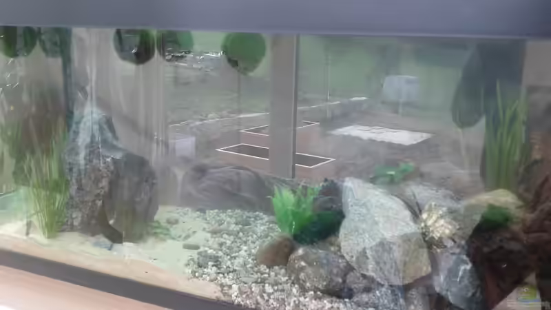 Becken nach der Ersteinrichtung (03.04.2014) von Plastikblume (8)