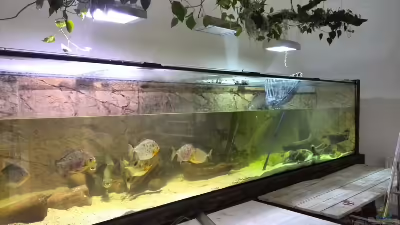 Becken nach der Fangaktion, die großen Cichla haben ein neues zu Hause. von aquazonica (24)