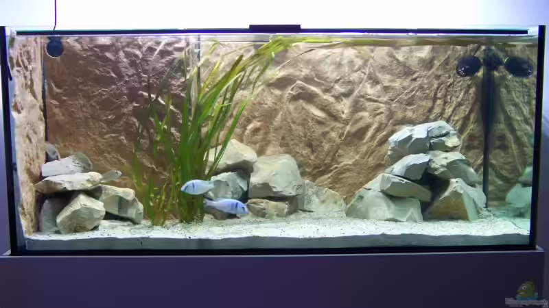 Becken nach der Neueinrichtung Juni 2008 von Tom (5)