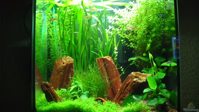 Becken nach drei Monaten  von Daniel Gauthier (1)