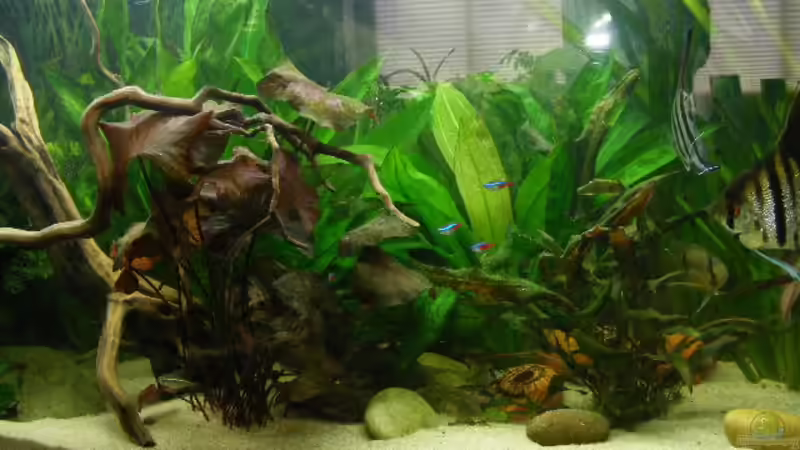 Becken nach einer Woche  von Adamov (9)