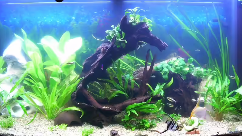 Becken nach einer Woche mit Fischbesatz von Nicky (2)