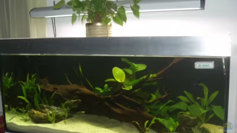 Becken nach einer Woche von Ronny Derndorfer (2)