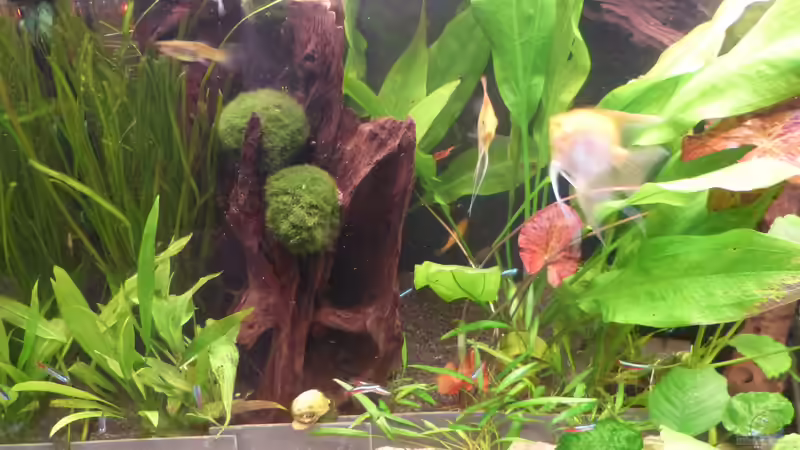 Becken nach Einrichtung 04.13 von bo3 (11)