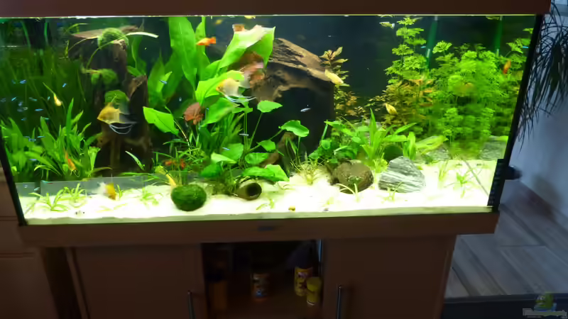 Becken nach Einrichtung 04.13 von bo3 (2)