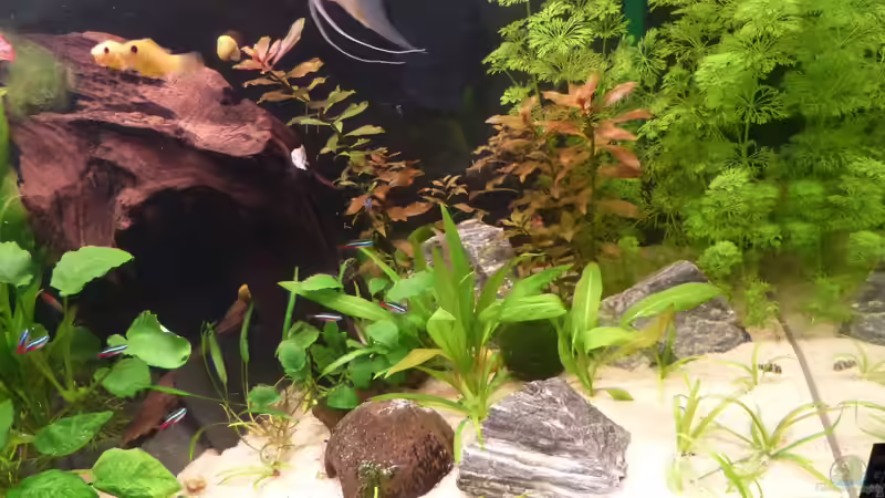 Becken nach Einrichtung 04.13 von bo3 (4)