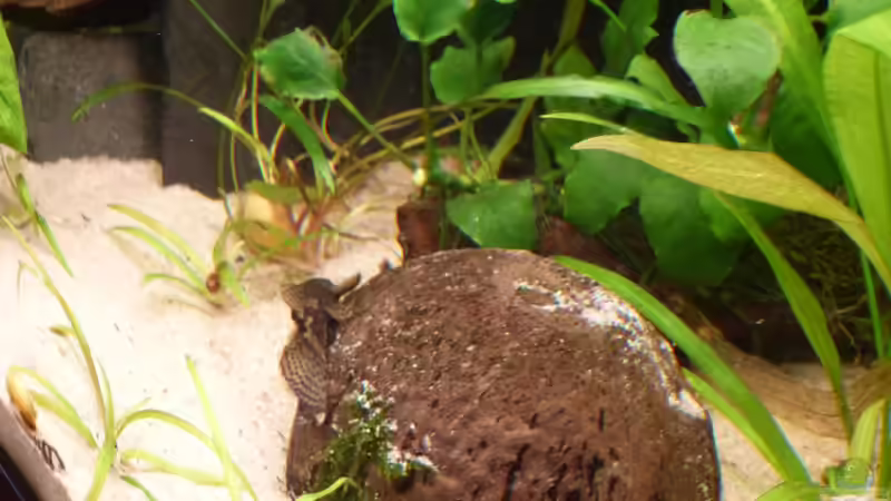 Becken nach Einrichtung 04.13 von bo3 (9)