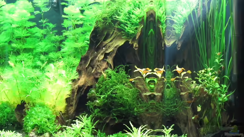 Becken nach Einrichtung von Sarah (2)