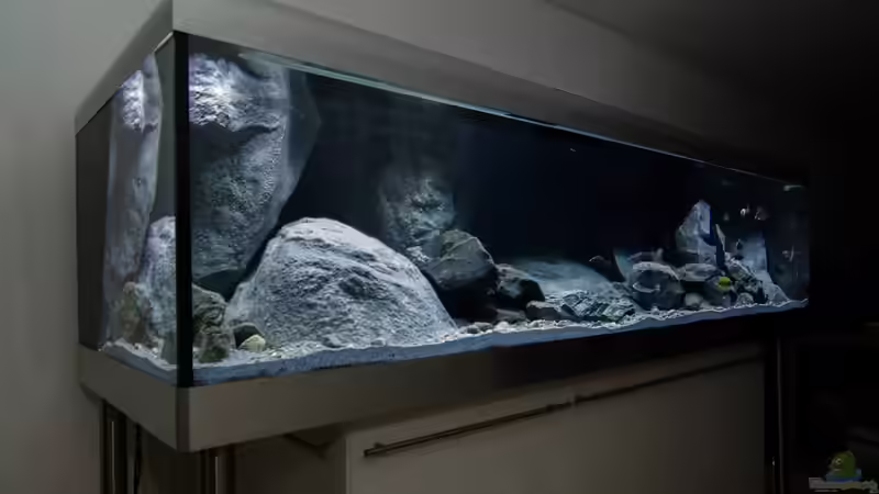 Becken nach Erstbefüllung, erstes Groblayout mit Modulen und einem Teil des Basalts von ClioB (9)