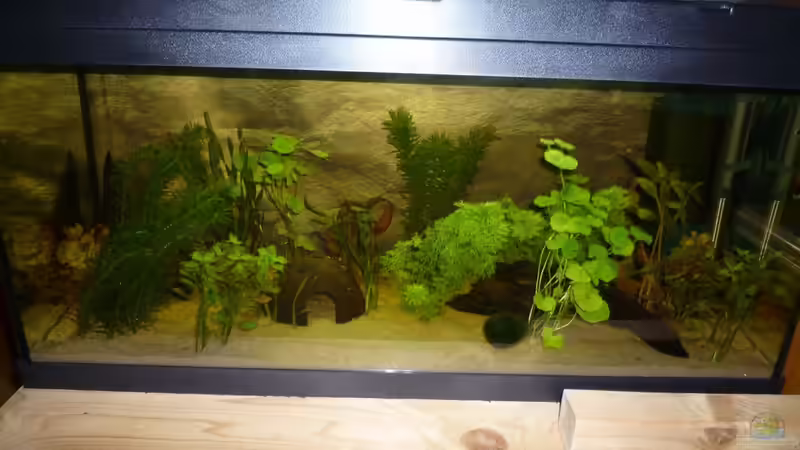 Becken nach Ersteinrichtung im September von Manuel Betz (2)