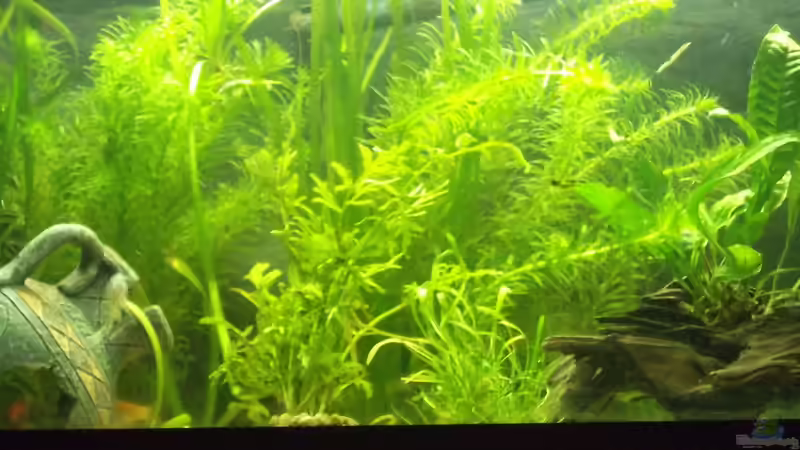 Becken nach Neueinrichtung 02. 03. 2013 - es ist alles noch dichter geworden und von Maggie Blue (8)