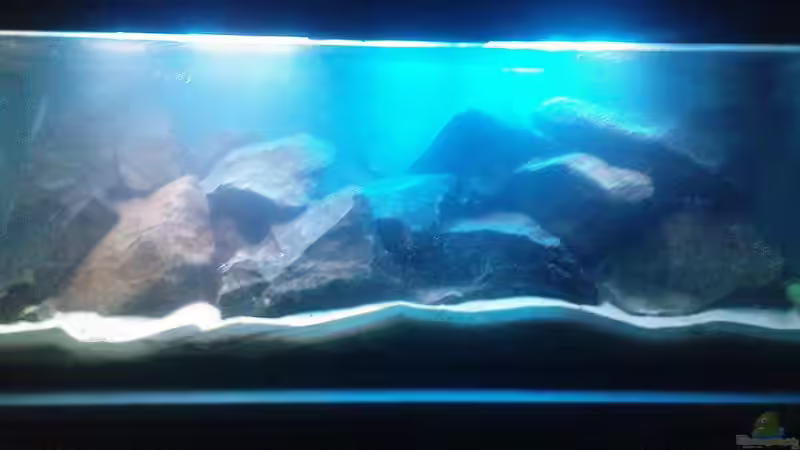 Becken nach Neueinrichtung,noch ziemlich trübe von Alex1981 (2)