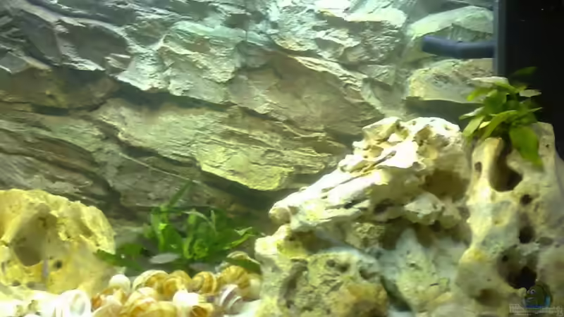 Becken nach Neueinrichtung von Christopher Hofmann (1)