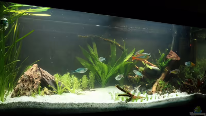 Becken nach Umbau von David B (15)