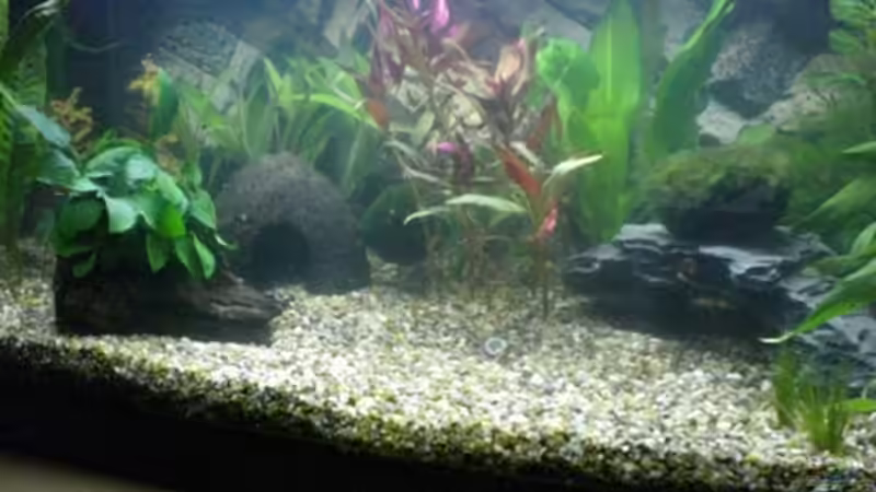 Becken nach Umgestaltung am 12.03.2009 - mehr Schwimmraum zur Verfügung von Königscobra (8)