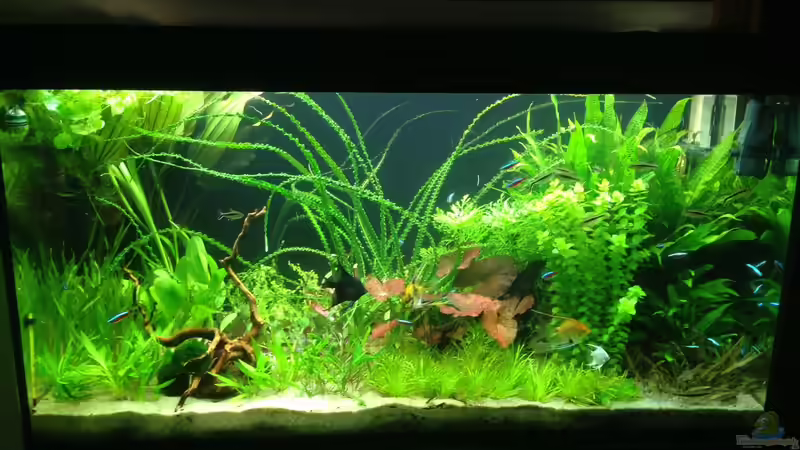 Becken nach Umgestaltung am 26.06.2014 von Oberoesterreicher (2)