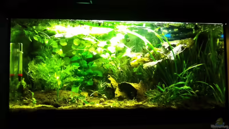 Becken nach Umgestaltung und mit neuen Pflanzen von Caricciola (7)